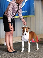 Étalon American Staffordshire Terrier - CH. Neha lennia divinity Of Iss Arena