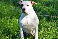 Étalon American Staffordshire Terrier - Malibu coco Of Stafford Edition