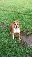 Étalon American Staffordshire Terrier - Thoresteel Namaah with love stafford