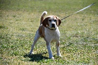 Étalon Beagle - Harry'beau (Sans Affixe)