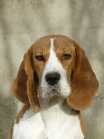 Étalon Beagle - Dreamond Oh wattaïy by quentinus