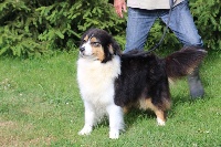 Étalon Berger Australien - Opaline Du Domaine De La Canurie