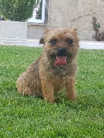 Étalon Border Terrier - Oria Des marais de courmont