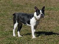 Étalon Boston Terrier - Osiris (Sans Affixe)