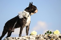 Étalon Boston Terrier - Mavikaflo's Incredible zebulon dit nelson
