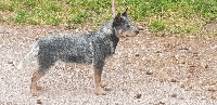 Étalon Bouvier australien - Nice blue girl du mont de la Nonnenhardt