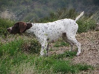 Étalon Braque français, type Pyrenees (petite taille) - TR. CH. Joyel du vallon de Beaudini