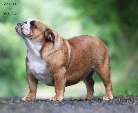 Étalon Bulldog Anglais - Pippa king?s feeling Du Domaine De Paladine