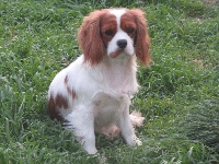 Étalon Cavalier King Charles Spaniel - Orphee des Rompudes de Beauvoir