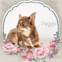 Étalon Chihuahua - Peggy sue de l'Eden des Petits Monarques