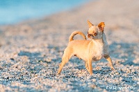 Étalon Chihuahua - Gilda dit prada mirages d'azur De Vaurimont