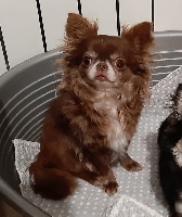 Étalon Chihuahua - Nastasia Du Hameau De Selcra