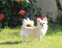 Étalon Chihuahua - Purdey de theotihuacan