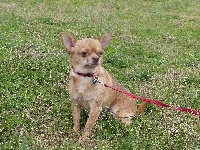 Étalon Chihuahua - Jorky du Domaine des Ecorces