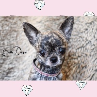 Étalon Chihuahua - Bella donna de l'Eden des Petits Monarques