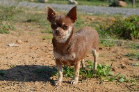 Étalon Chihuahua - Nina ricci des Mirages d'Azur