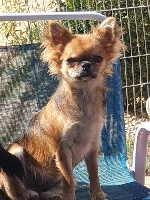 Étalon Chihuahua - Pagaille (Sans Affixe)