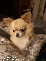 Étalon Chihuahua - India des mini elidylle