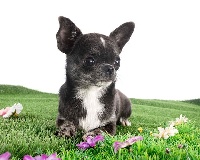 Étalon Chihuahua - Pari's Des Petits Barons Du Pioch