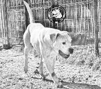 Étalon Dogo Argentino - Lucho du Domaine du Sable Blanc