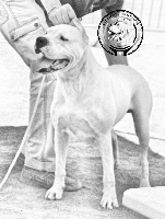 Étalon Dogo Argentino - Nikita du Domaine du Sable Blanc