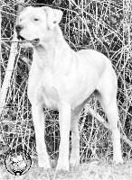 Étalon Dogo Argentino - CH. Nacha guevara du Domaine du Sable Blanc