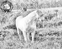 Étalon Dogo Argentino - Olavarria du Domaine du Sable Blanc