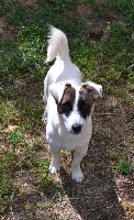 Étalon Jack Russell Terrier - Polo oliver king (Sans Affixe)