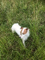 Étalon Jack Russell Terrier - Naomie du domaine de Dalfinat
