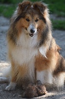 Étalon Shetland Sheepdog - Lucia des bergers du landas des nains du jardin de cathy
