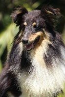 Étalon Shetland Sheepdog - Ourasi du Royaume d'Angélique