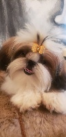 Étalon Shih Tzu - Teenangel Once upon a time made in albizzia