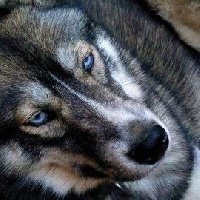 Étalon Siberian Husky - Opium little wolf (Sans Affixe)