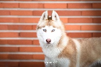 Étalon Siberian Husky - Neïka (Sans Affixe)