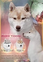 Étalon Siberian Husky - CH. chudni medvezhonok Candy kisses