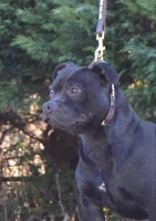 Étalon Staffordshire Bull Terrier - Only angel d'ultime passion