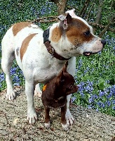 Étalon Staffordshire Bull Terrier - Little sweet doll  ls des Princes de la foret noire