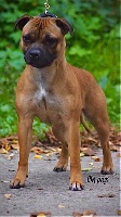 Étalon Staffordshire Bull Terrier - skilful dogs Only the red skins devil