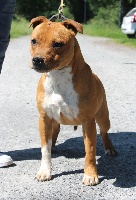 Étalon Staffordshire Bull Terrier - narkya's Red gold