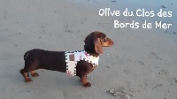 Étalon Teckel poil ras - Olive Du Clos Des Bords De Mer