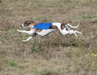 Étalon Whippet - Elanor de la Côte des Lutins