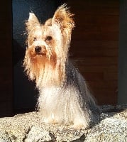 Étalon Yorkshire Terrier - kentauro alfa Bailey's vanilla