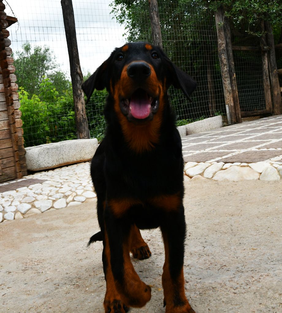 Sirius Des Gardiens De Rome