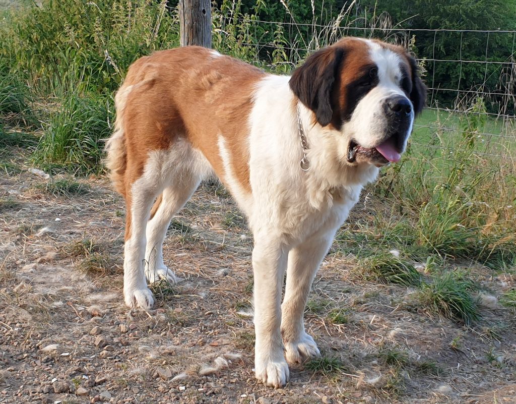 Chien Chien du SaintBernard Nebraska De La Ferme De L'encelade