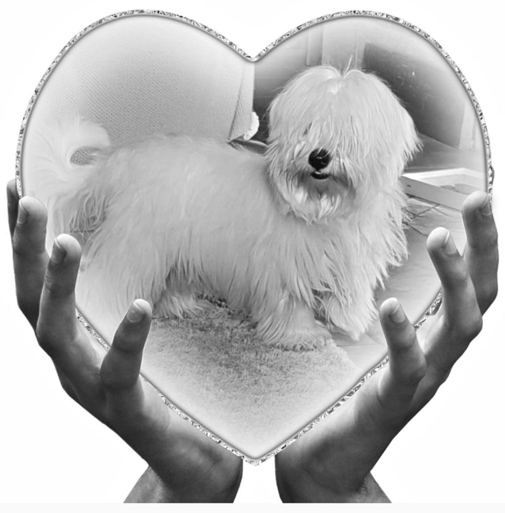 Les Coton de Tulear de l'affixe   Du Royaume Des P'tits Loups