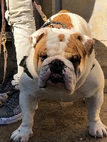 Étalon Bulldog Anglais - New kid on the block  del Caliborso