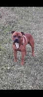 Étalon Staffordshire Bull Terrier - Mon chien Karismatikstaffi