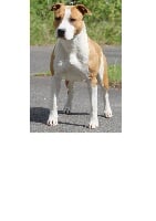 Étalon American Staffordshire Terrier - Thoresteel Olympea high power of gold