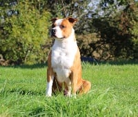 Étalon American Staffordshire Terrier - CH. Mambo Of Miss And  You