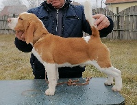 Étalon Beagle - szephegyi szimat Ulrich
